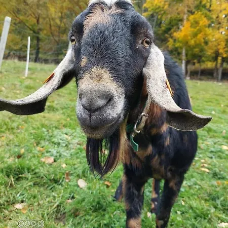 Michalowa Zagroda Farma *