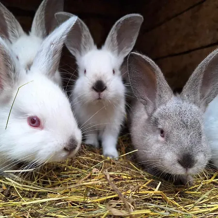 Farma Michalowa Zagroda