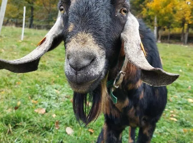 Michalowa Zagroda ファームステイ *