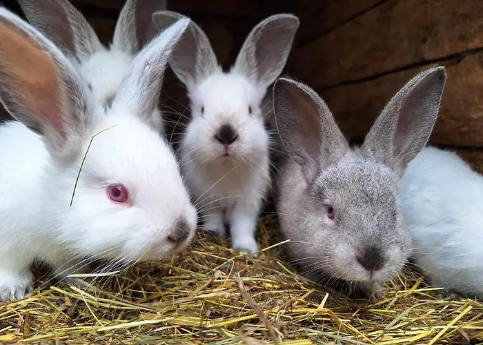 ファームステイ Michalowa Zagroda