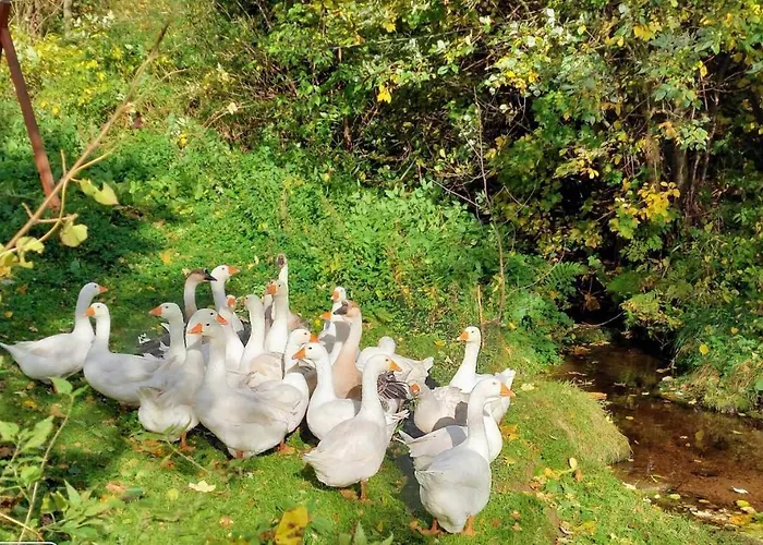 Michalowa Zagroda Farm stay